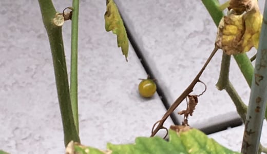 ミニトマトが鳥についばまれていた可能性