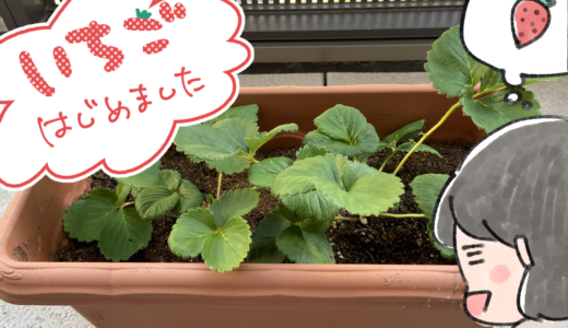 いちごはじめました